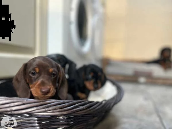 cuccioli di bassotto nano | Foto 1