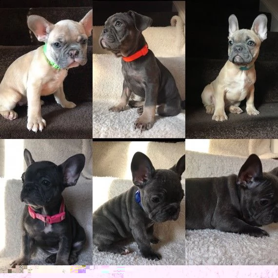 regalo cuccioli di cane a bulldog francese