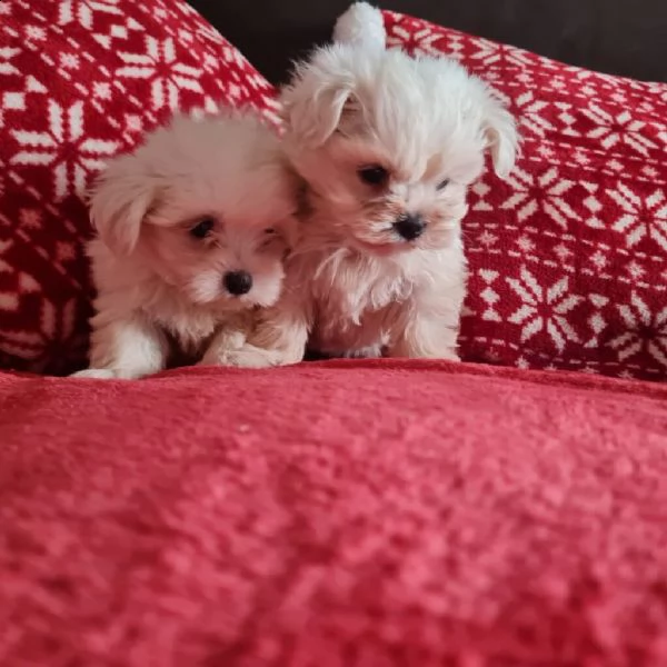 splendidi e bianchissimi cucciolini maltese