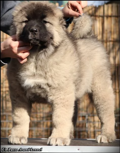 pastore caucasico bellissimi cuccioli | Foto 5