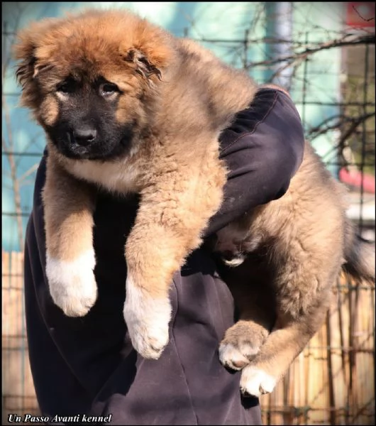 pastore caucasico bellissimi cuccioli | Foto 4