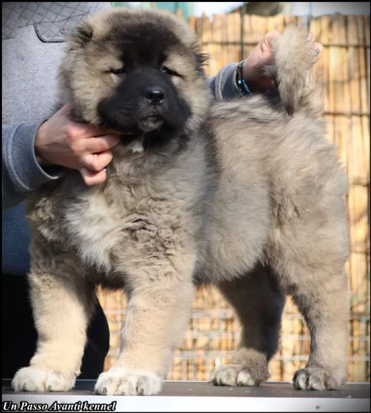 pastore caucasico bellissimi cuccioli | Foto 3