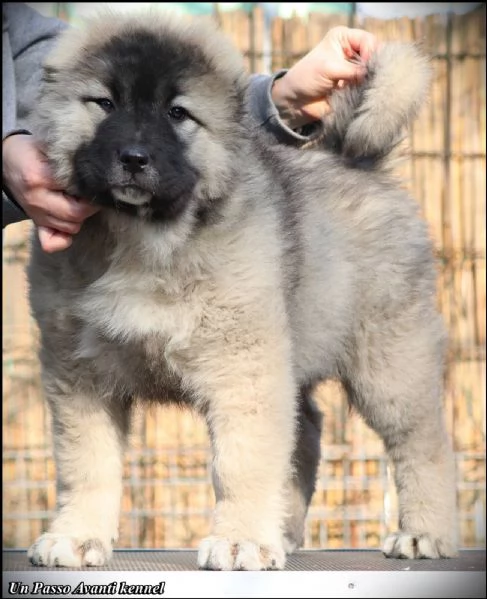 pastore caucasico bellissimi cuccioli | Foto 2