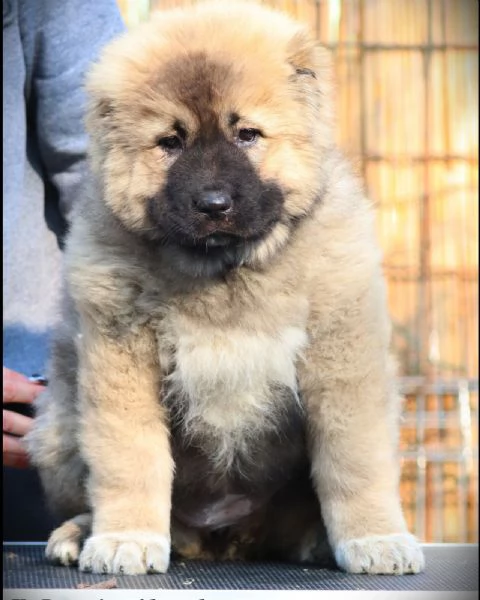 pastore caucasico bellissimi cuccioli | Foto 1