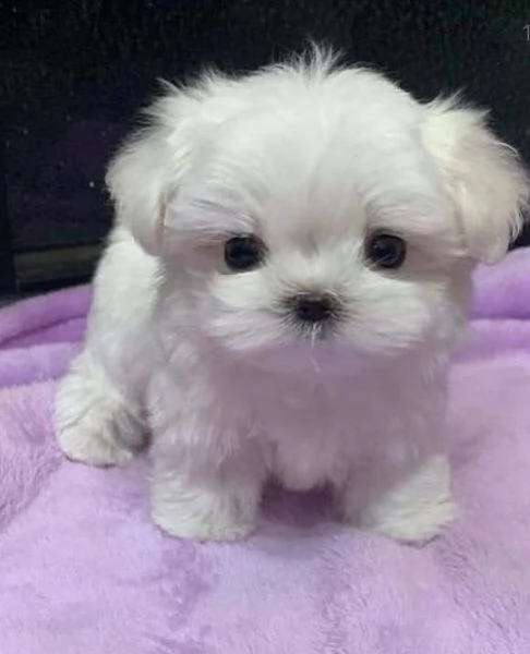 regalo maltese[at]