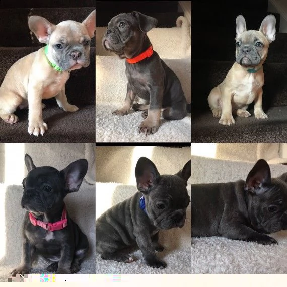 regalo cuccioli di bulldog francese 