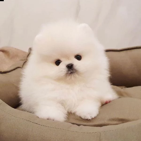 simpatici cuccioli di pomerania per il reinserimento (+393509706299)