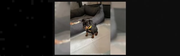 bellissimo cucciolo di pinscher