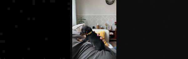 bellissimo cucciolo di pinscher | Foto 2