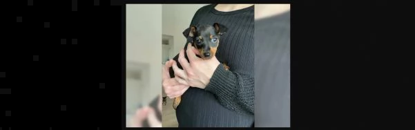 bellissimo cucciolo di pinscher | Foto 1