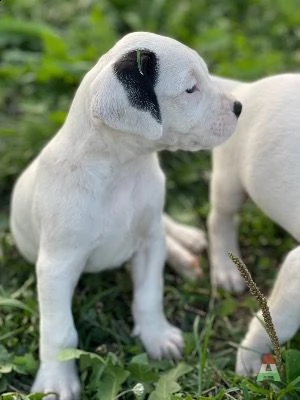 dogo argentino pedigree ! | Foto 0