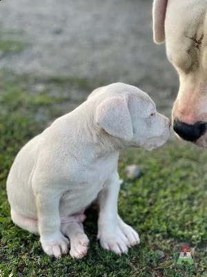 dogo argentino pedigree !
