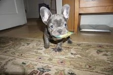 cucciole bouledogue francese | Foto 3