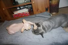 cucciole bouledogue francese | Foto 2