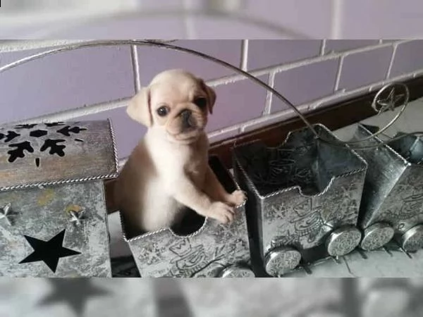 adorabili cuccioli di carlino | Foto 2