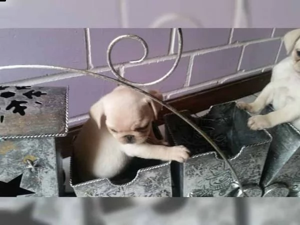 adorabili cuccioli di carlino | Foto 1