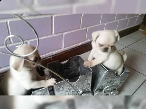 adorabili cuccioli di carlino | Foto 0