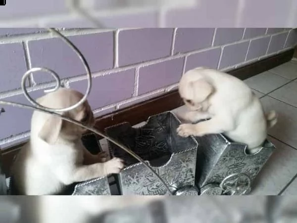 adorabili cuccioli di carlino