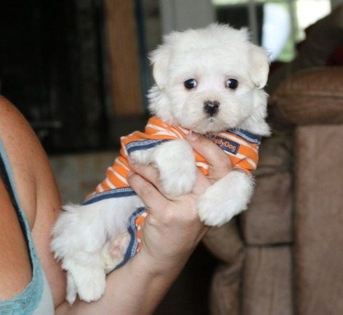 maltese mini toy | Foto 0