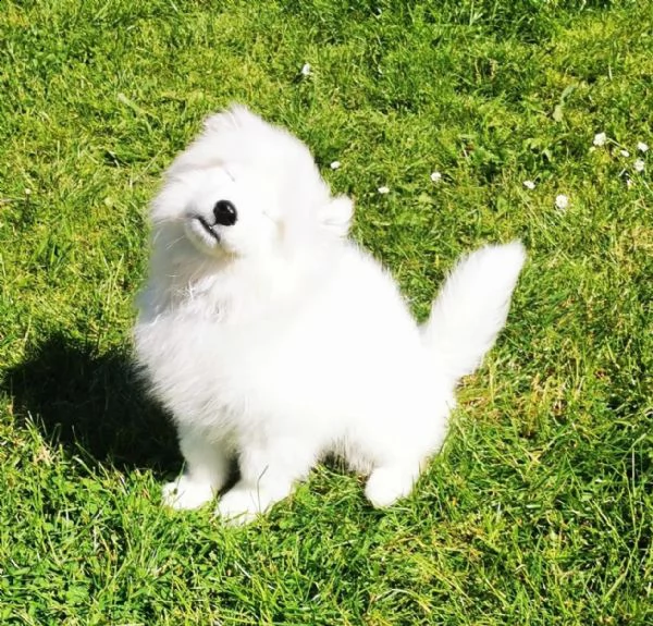 disponibili cuccioli samoiedo | Foto 2