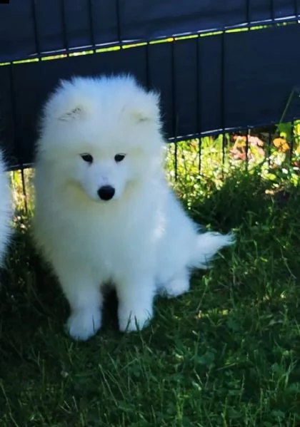 disponibili cuccioli samoiedo | Foto 1