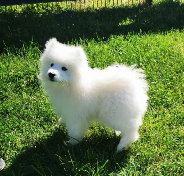 disponibili cuccioli samoiedo