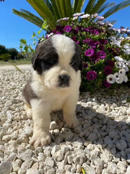 san bernardo cuccioli con pedigree  | Foto 4