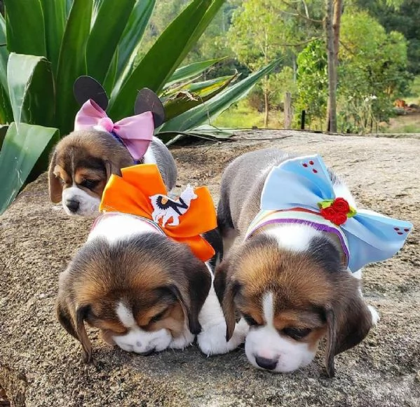 bellissimi cuccioli di beagle che necessitano di nuove case disponibili. | Foto 2