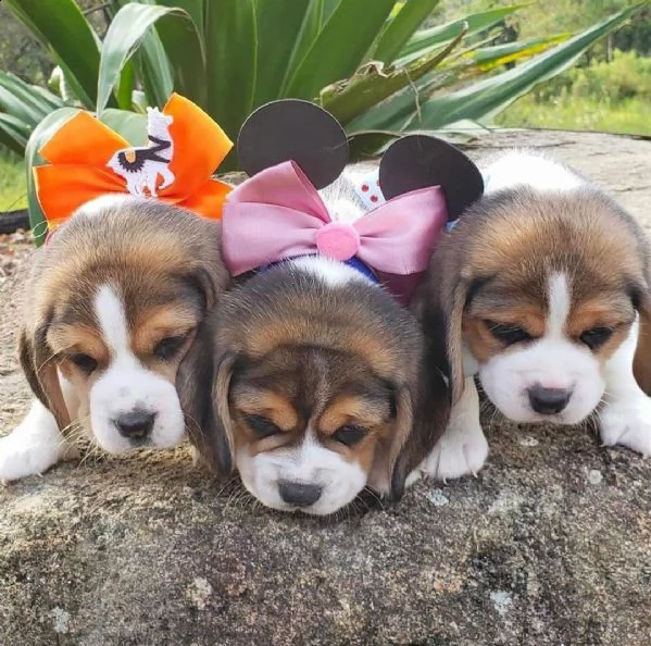 bellissimi cuccioli di beagle che necessitano di nuove case disponibili. | Foto 1