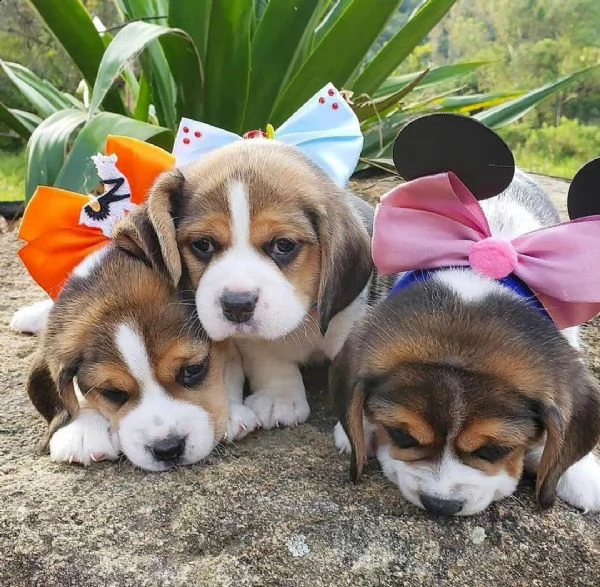 bellissimi cuccioli di beagle che necessitano di nuove case disponibili. | Foto 0
