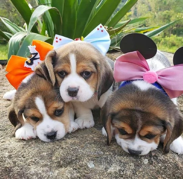bellissimi cuccioli di beagle che necessitano di nuove case disponibili.