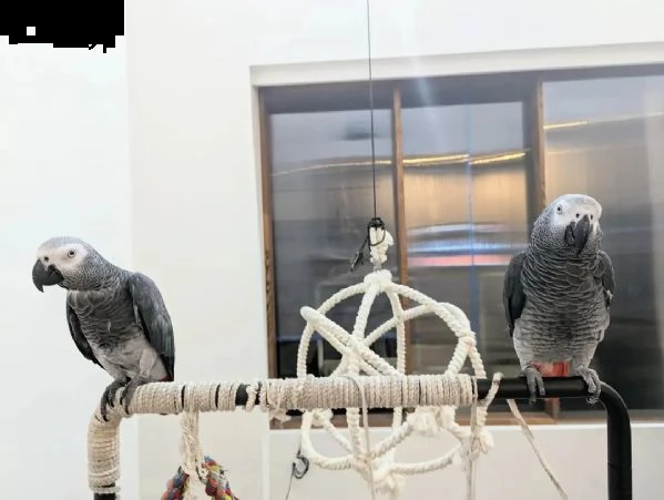 dolci e adorabili pappagalli grigi africani in vendita | Foto 3