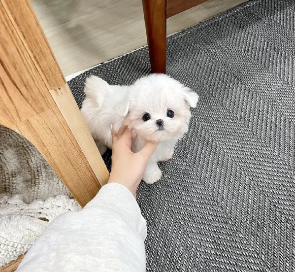 regalo maltese toy .... 
