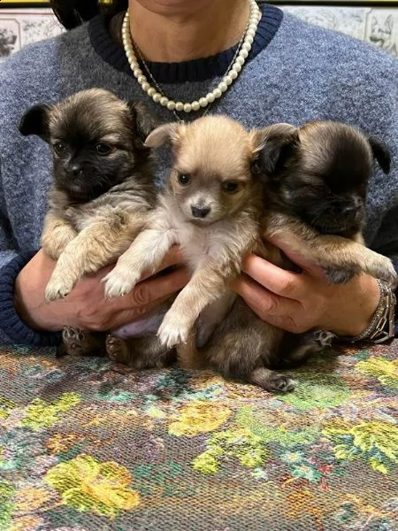 cuccioli chihuahua a pelo lungo | Foto 0