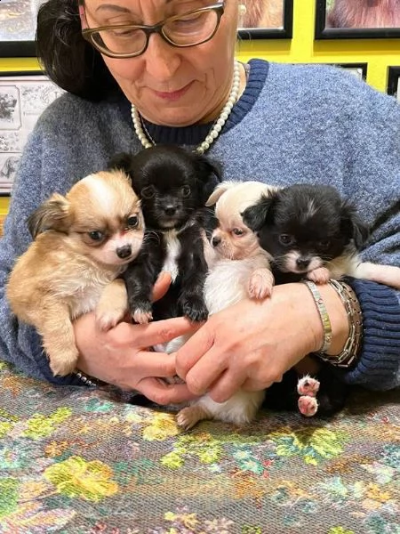 cuccioli chihuahua a pelo lungo