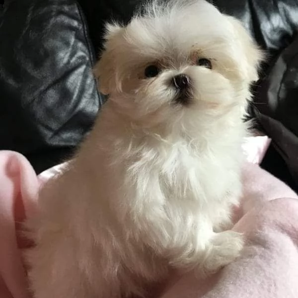 tengo cachorros maltés macho y hembra