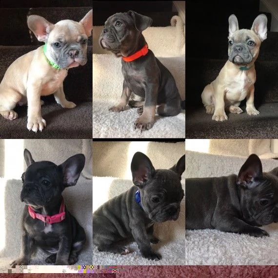 regalo cuccioli di bulldog francese 