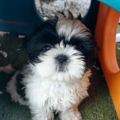 cuccioli di shih tzu (shihtzu, shitzu) | Foto 4