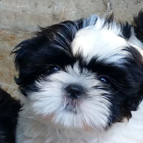 cuccioli di shih tzu (shihtzu, shitzu) | Foto 3
