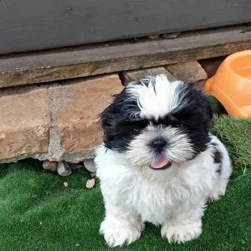 cuccioli di shih tzu (shihtzu, shitzu) | Foto 2