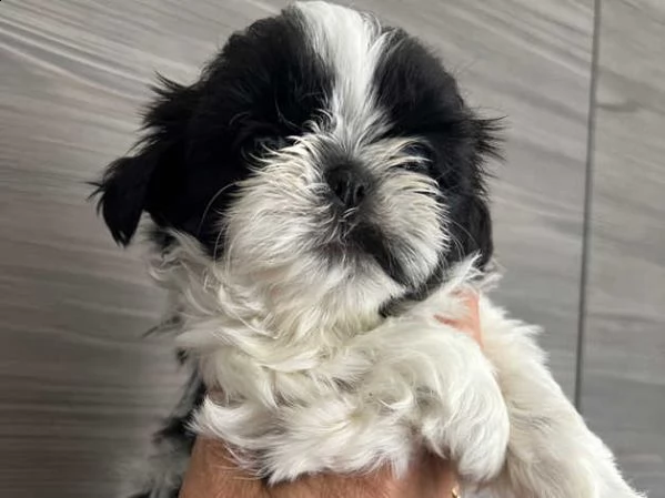 cuccioli di shih tzu (shihtzu, shitzu) | Foto 1