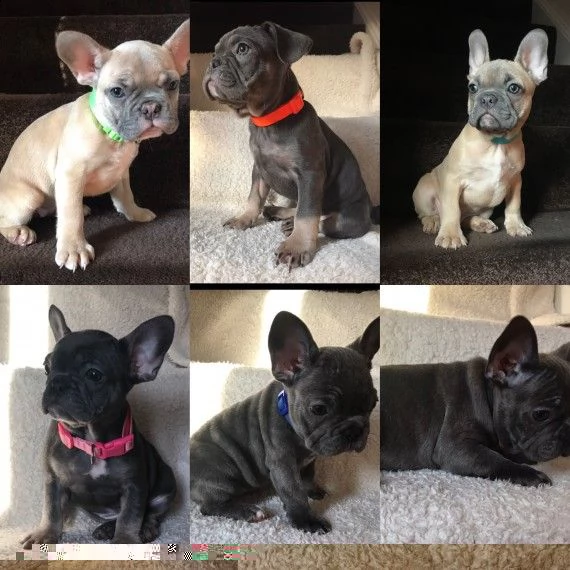 regalo cuccioli di bulldog francese 