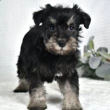 adorabili schnauzer cuccioli ** maschio e femmina ** | Foto 0
