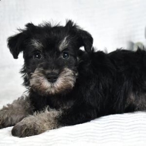 adorabili schnauzer cuccioli ** maschio e femmina **
