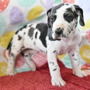 adorabili alano cuccioli ** maschio e femmina **