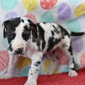 adorabili alano cuccioli ** maschio e femmina ** | Foto 0