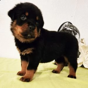 adorabili rottweiler cuccioli ** maschio e femmina **