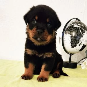 adorabili rottweiler cuccioli ** maschio e femmina ** | Foto 0