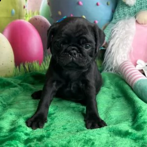 adorabili carlino cuccioli ** maschio e femmina ** | Foto 0