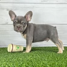 adorabili bulldog francese cuccioli ** maschio e femmina **
